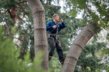 Formation grimpeur-élagueur : métier d'arboriste élagueur en hauteur