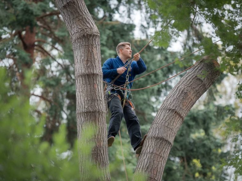 Formation grimpeur-élagueur : métier d'arboriste élagueur en hauteur